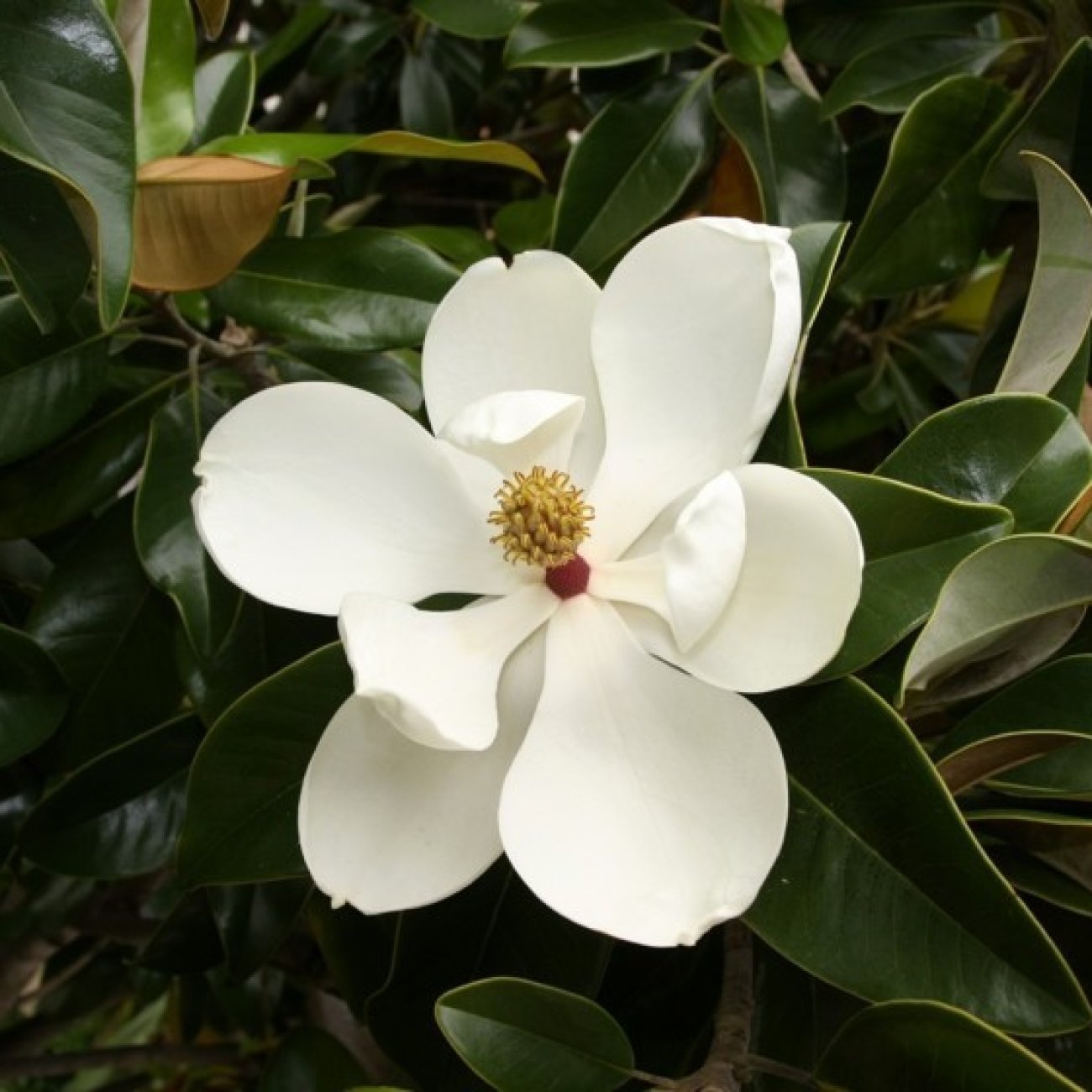 Obrázok Magnólia veľkokvetá (Magnolia grandiflora) ´GALLISONIENSIS´ - výška 250-270 cm, kont. C25L, obvod kmeňa 6/8 cm - NA KMIENKU